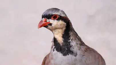 Keklik kene yer mi? Keklikler keneyle doğal mücadelede etkili mi?