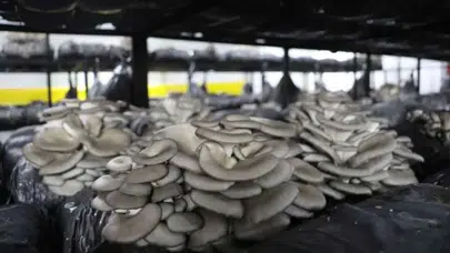 Türkiye mantar üretiminde rekor kırdı: 75 bin tonu aştı!