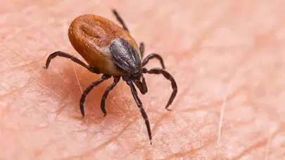 Kene ısırması sonucunda 77 yaşındaki kadın öldü