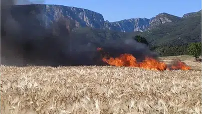 Çorum Boğazkale’de tarlalar alev aldı, ekinler küle döndü