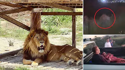 Manavgat’ta aslan kafesten kaçtı, bir kişiye saldırdı!