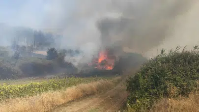 Tekirdağ'da orman yangını, tarım arazilerine sıçradı