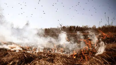 Orman yangınlarından yayılan kül taşınımı bir haftadan fazla sürebilir!