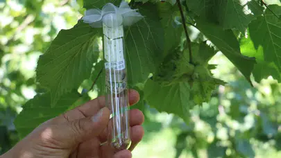 Fındık hasadı öncesi kritik mücadele başladı: Kahverengi kokarca ve zararlılara karşı seferberlik