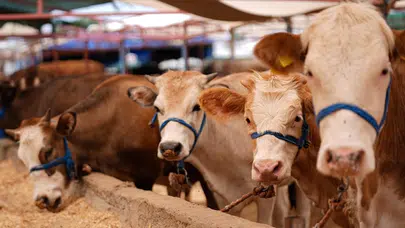 Türkiye’de şap hastalığına karşı seferberlik