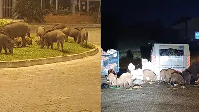 Turizm cenneti Marmaris’te domuz istilası! Vatandaş belediyeye isyan etti