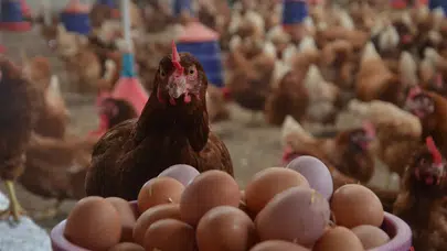 TÜİK açıkladı: Tavuk eti üretimi rekor kırdı, yumurta geriledi!