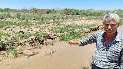 Hatay’da zehir şüphesi! Dereden su içen 40 küçükbaş hayvan telef oldu