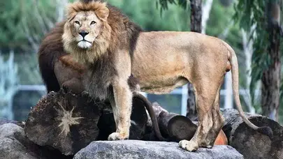 İzmir'de aslan yavrusu yetişkin aslan tarafından öldürüldü