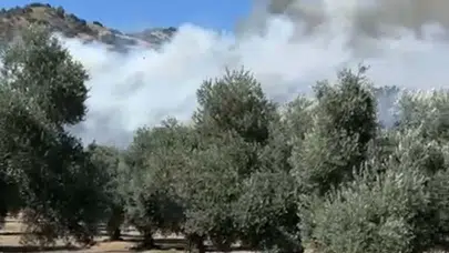 Aydın Efeler'de zeytinlik alan alevlere teslim oldu