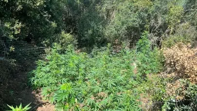 Yalova’da ormanda kenevir operasyonu