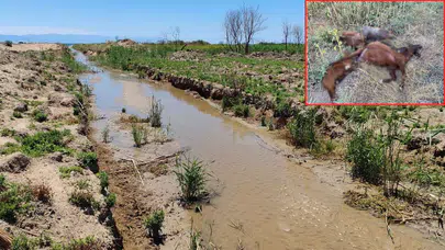 Hatay'da fabrika atıkları faciaya yol açtı: 64 küçükbaş hayvan telef oldu