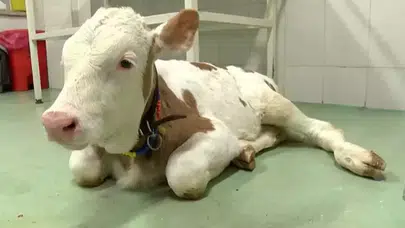 Şap hastalığı nedir? Şap hastalığı belirtileri nelerdir?