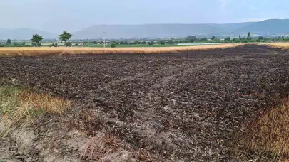 Yıldırım ekili araziyi kül etti: 8 ton buğday yandı, çiftçi ceviz dalıyla alevlere direndi