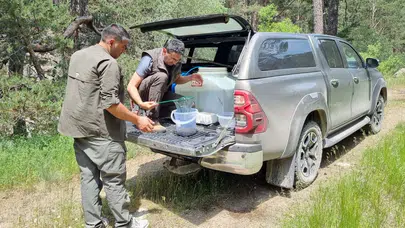 Bolu’da 12 bin kırmızı benekli alabalık yavrusu derelere bırakıldı