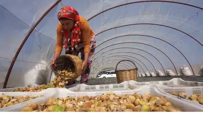 Tire’de incir sezonu öncesi işçi tarifesi açıklandı!