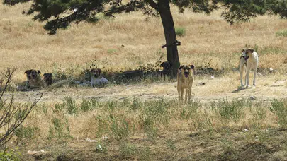 Ankara Yenimahalle’de sahipsiz köpek dehşeti