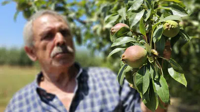 Madenden bahçeye: Emekli madenci 80 ton armutla hasat rekoru kırdı