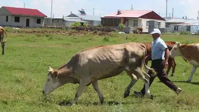 Ardahan'da şap alarmı: 77 bölge karantinada!