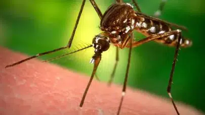 DSÖ’den küresel uyarı: Chikungunya virüsü yayılıyor! Türkiye risk altında mı?