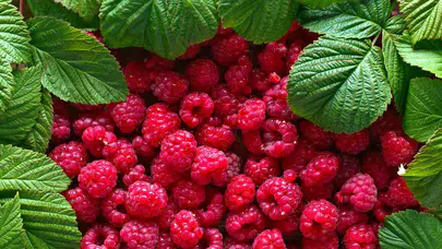 Doğal şifa deposu ahududu hangi hastalıklara iyi geliyor? Ahududunun faydaları nelerdir?