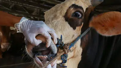 Tüketiciler kırmızı etten vazgeçiyor! Şap hastalığı endişesine TÜDKİYEB’den kritik açıklama!