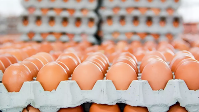 Yumurta ihracatına yeni düzenleme: Kayda bağlı ihracat dönemi başladı!