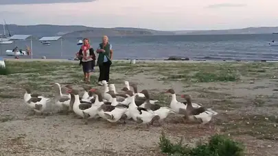 Denizde yüzen kazlar, kümese kapatıldı