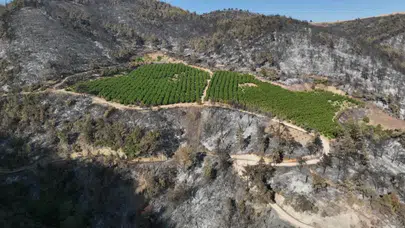 Bursa'daki orman yangınında sadece o alan yanmadı!