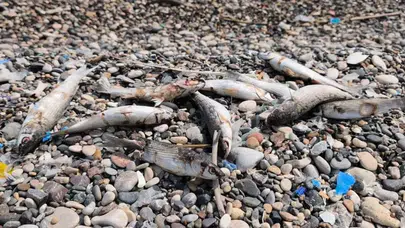 Mersin’de balık ölümleri neden arttı? Kazanlı sahilinde korkutan görüntü