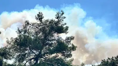 Manisa Soma'da orman yangını!