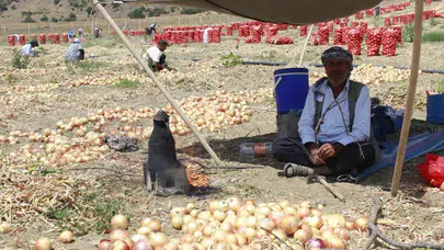 Yozgat'ta soğan hasadı başladı!