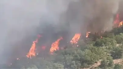 Malatya'da orman yangını