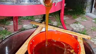 Ordu’da bal hasadı başladı: Zirai don ve sıcak hava üretimi düşürdü