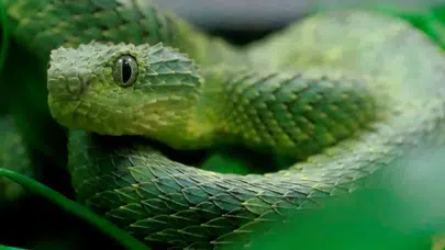 Avustralya'da evde yılan paniği: Oyuncak trenin içinden çıktı!