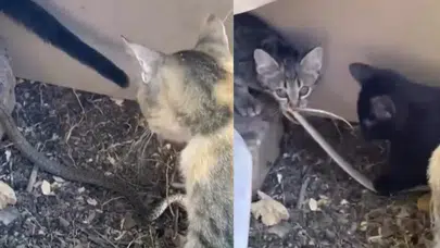 Elazığ'da yavru kediler yılanla oynadı: İşte o anlar!