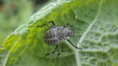 Bu böcek Asya’dan dünyaya yayıldı, Türkiye’de alarm veriyor!