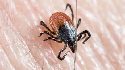 Kenenin ısırdığı küçük çocuğa KKKA teşhisi koyuldu!