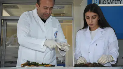 Şırnak'ta yetişen iki bitki, alzheimer, diyabet ve göz tansiyonuna umut oldu!