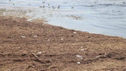 Tekirdağ'da kırmızı yosun alarmı