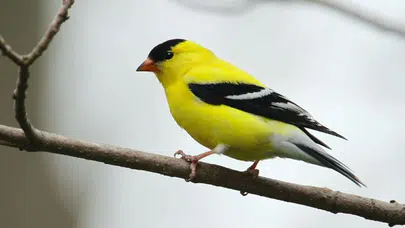 Evinde saka kuşu bulunan kişiye 151 bin 200 lira ceza kesildi