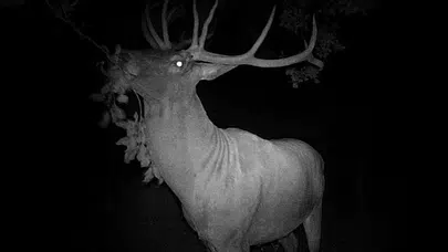 Kütahya'da hobi bahçesine giren Kızıl Geyik fotokapanla görüntülendi