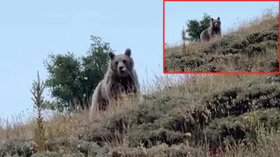 Erzurum’da nefes kesen anlar! Cesur çoban, ayıyı bağırarak kaçırdı