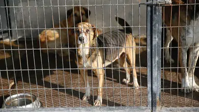 Osmaniye'de hayvan barınağında köpek öldürülme iddiası!