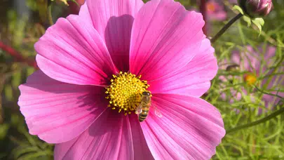 Türkiye'de polen alarmı: Cuma ve cumartesi günlerine dikkat!