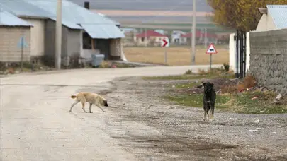 İzmir'de kahreden ölüm: Sahipsiz köpeklerden kaçarken otomobilin altında kaldı!
