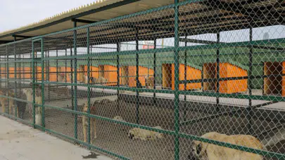 Isparta’da hayvan barınağı için işçi alımı yapılacak!