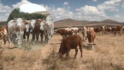 Kars'ta 60 yıl sonra görülen şap hastalığı kontrol altına alındı!