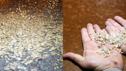 Birgün sineklerinin 'ölüm dansı'!