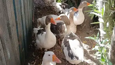 Artık sahile inebilecekler ama denize giremeyecekler